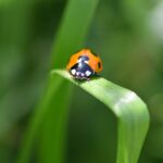 orange and black ladybug on green leaf