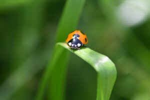 orange and black ladybug on green leaf