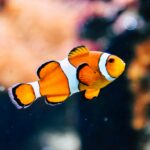 clown fish in shallow focus photography